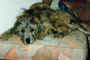 Ax als Baby schon in seinem neuen Zuhause im Tiroler tztal