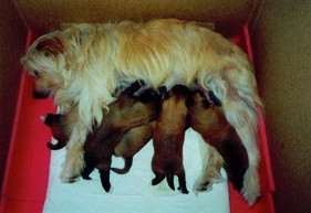 geschafft - Decybelle mit ihren 5 Babies nach einer Marathongeburt