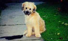 Bolero halbwchsig bei seiner neuen Familie in Wien