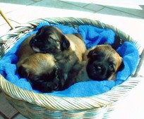von links: Chanchou, Calypso,Cyrano