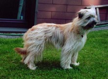 Bonie ca 1 Jahr (zu Besuch bei den C-Geschwistern)
