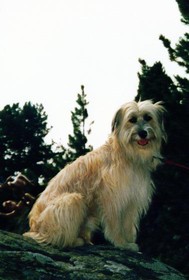Balou erster Urlaub mit der neuen Familie in Wien