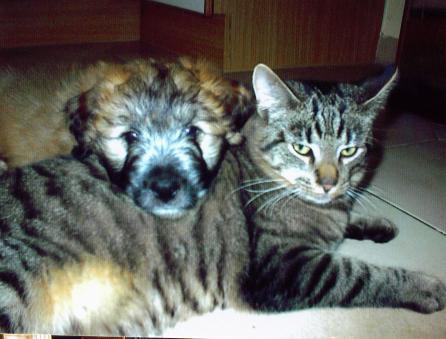 2 , die sich gut verstehen: Calypso und Gismo