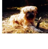 Chancho