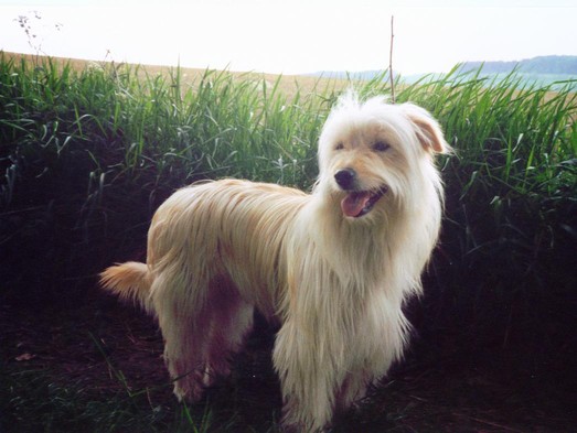 Decybelle de la vallee du Mouton